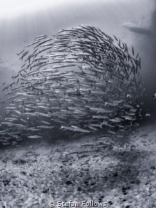 Homeward

Chevron Barracuda - Sphyraena qenie

Sail R... by Stefan Follows 